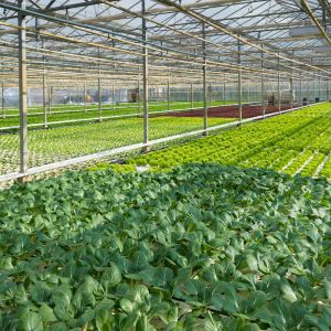 Greenhouse planting